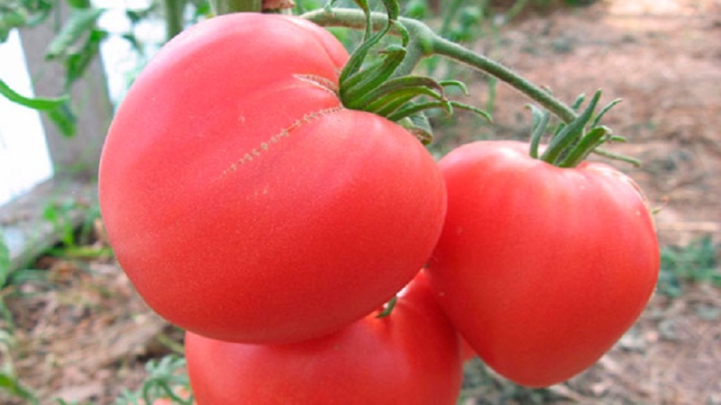 Erfahrene Gärtnertipps für das Wachstum von Tomatenrosa Herz