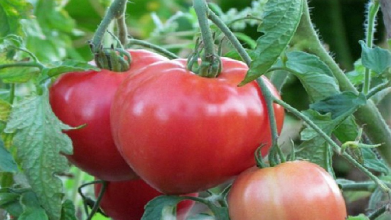 Erfahrene Gärtnertipps für das Wachstum von Tomatenrosa Herz