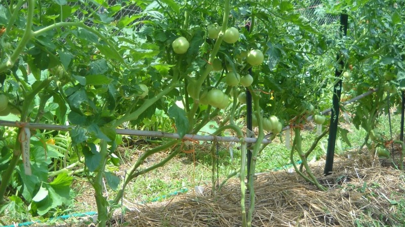 Eine neue, aber bereits gelungene Bauernsorte - Tomate Sugar Nastasya