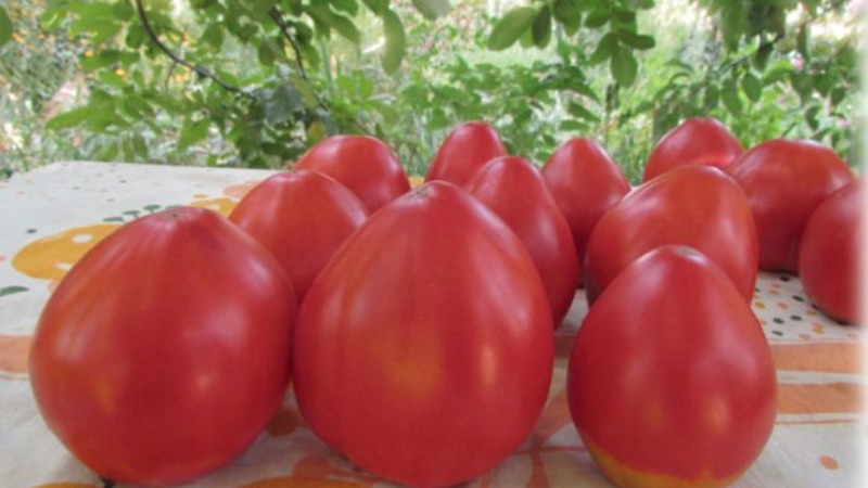 Eine neue, aber bereits gelungene Bauernsorte - Tomate Sugar Nastasya