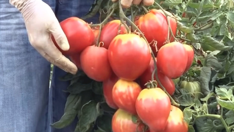 Eine neue, aber bereits gelungene Bauernsorte - Tomate Sugar Nastasya