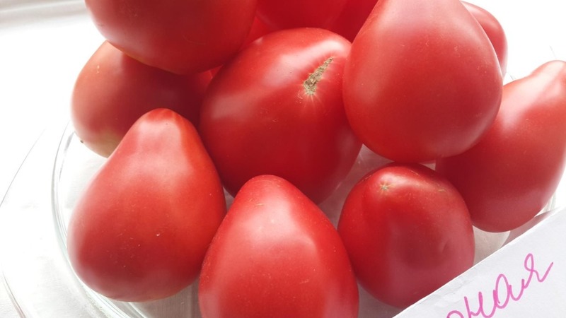 Eine neue, aber bereits gelungene Bauernsorte - Tomate Sugar Nastasya