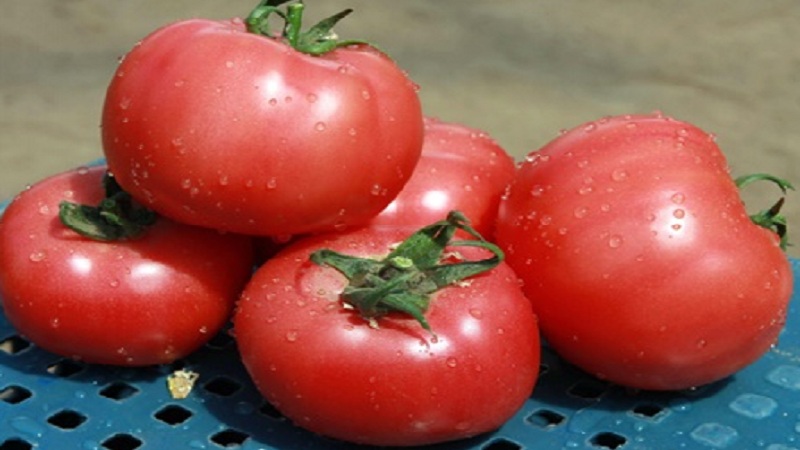 Tomato Pink Claire - die beste Lösung für die südlichen Regionen