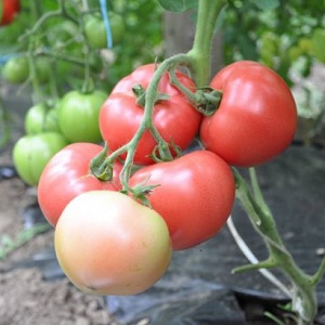 Tomato Pink Claire - die beste Lösung für die südlichen Regionen