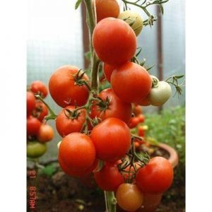 Überprüfung eines frühen Hybrid-Tomaten-Sommergartens f1: Bewertungen der Sommerbewohner und Anweisungen für den Anbau eines Hybriden