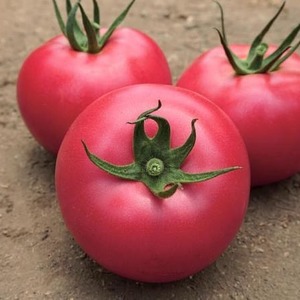 Eine früh reife Hybride französischer Züchter - die Alesi-Tomate: Ein Überblick über die Vor- und Nachteile und Merkmale