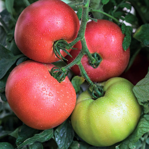 Eine früh reife Hybride französischer Züchter - die Alesi-Tomate: Ein Überblick über die Vor- und Nachteile und Merkmale