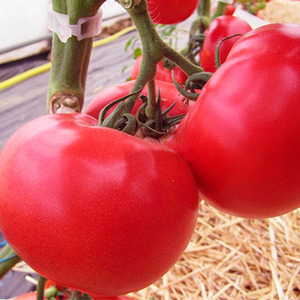 Eine früh reife Hybride französischer Züchter - die Alesi-Tomate: Ein Überblick über die Vor- und Nachteile und Merkmale