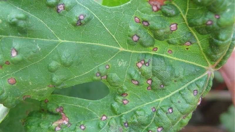 Ursachen und Behandlung von Gurken-Anthracnose: die wirksamsten Methoden zur Bekämpfung der Pflanzengesundheit