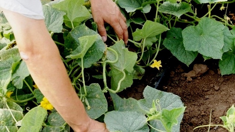 Ursachen und Behandlung von Gurken-Anthracnose: die wirksamsten Methoden zur Bekämpfung der Pflanzengesundheit