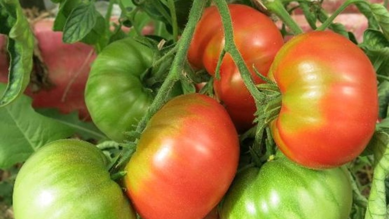 Krankheits- und schädlingsresistente Tomatensorte Gigant Novikova