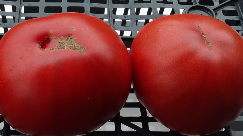 Krankheits- und schädlingsresistente Tomatensorte Gigant Novikova