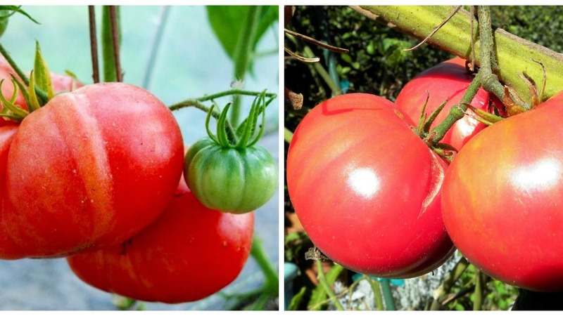 Krankheits- und schädlingsresistente Tomatensorte Gigant Novikova