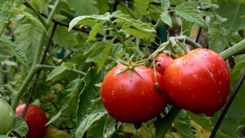 Eine früh reife Hybride mit außergewöhnlichem Geschmack - Tomate Lily Marlene f1