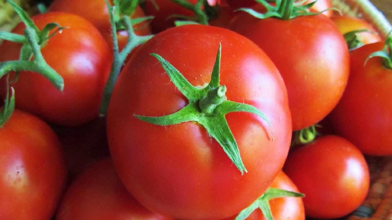 Eine früh reife Hybride mit außergewöhnlichem Geschmack - Tomate Lily Marlene f1