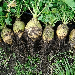 Was ist Rutabaga, wie wächst es, was ist nützlich und wo wird es verwendet?