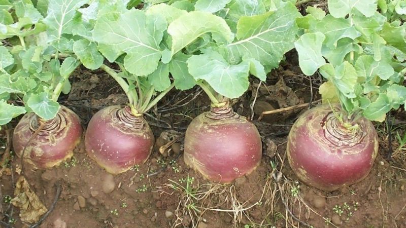 Was ist Rutabaga, wie wächst es, was ist nützlich und wo wird es verwendet?