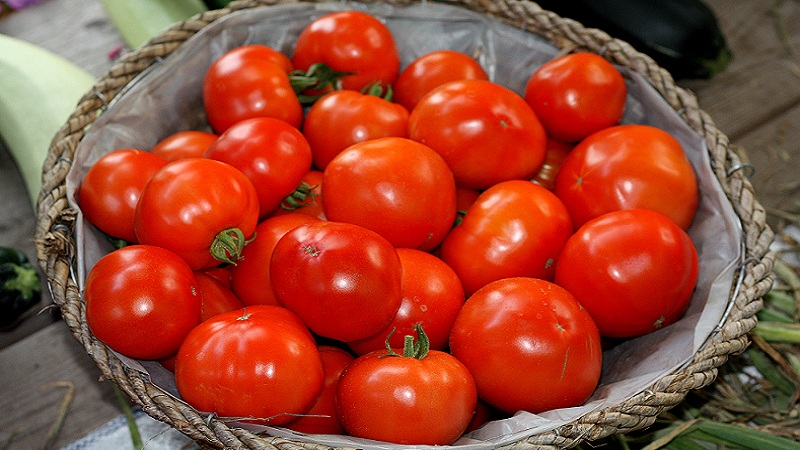 Bella Tau Hybrid Tomate und wie man es richtig anbaut