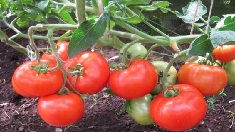 Bella Tau Hybrid Tomate und wie man es richtig anbaut