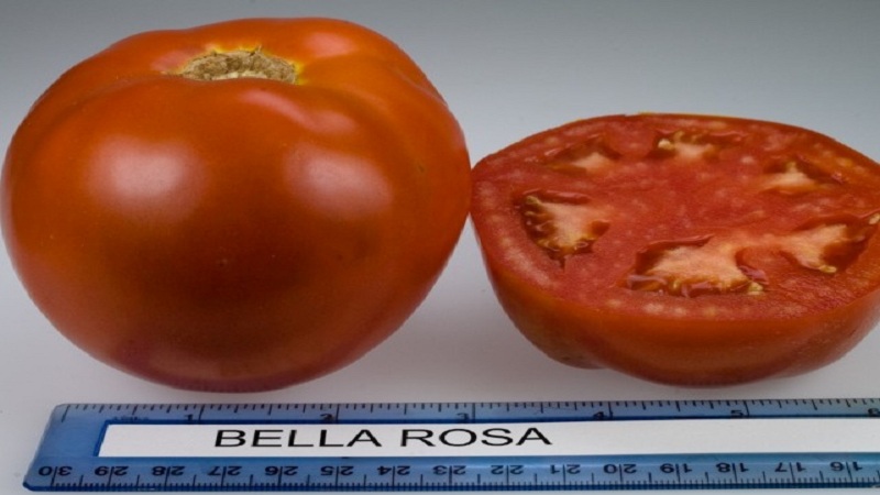 Bella Tau Hybrid Tomate und wie man es richtig anbaut