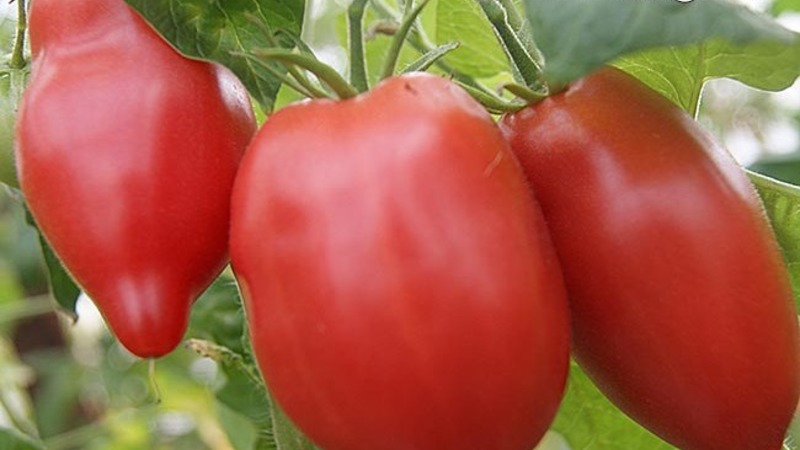 Eine Zwischensaison-Sorte mit angenehmem Geschmack und kräftigen Büschen - Kapia Pink Tomate