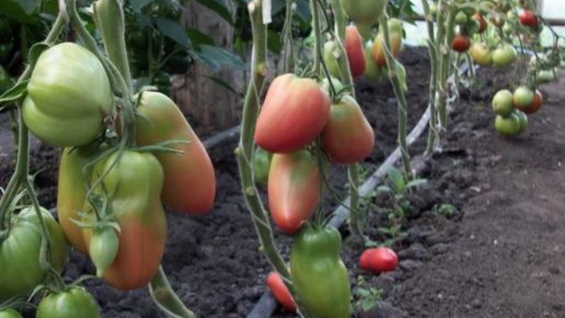 Eine Zwischensaison-Sorte mit angenehmem Geschmack und kräftigen Büschen - Kapia Pink Tomate