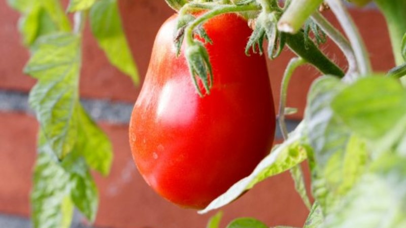 Eine Zwischensaison-Sorte mit angenehmem Geschmack und kräftigen Büschen - Kapia Pink Tomate