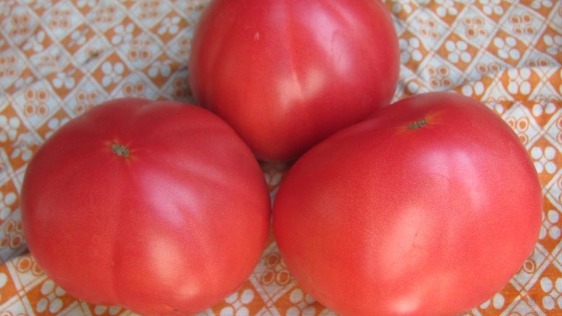 Große Früchte mit ausgezeichnetem Geschmack - Babuschkins geheime Tomate