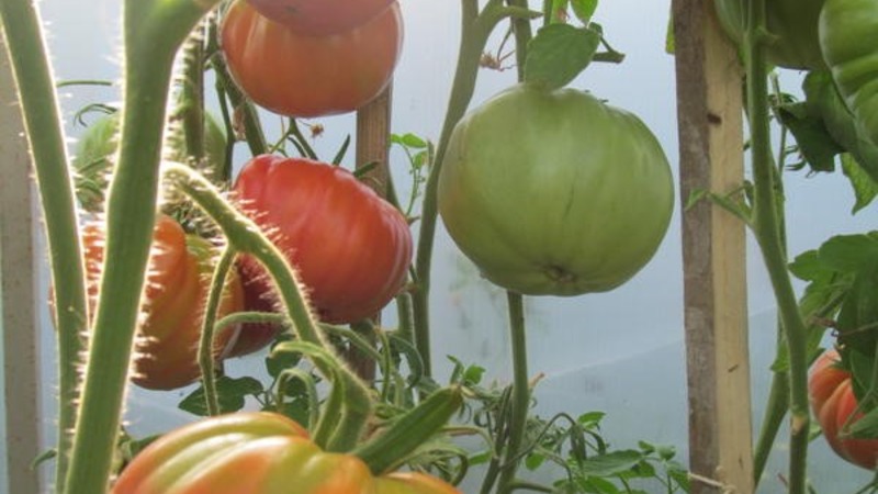 Große Früchte mit ausgezeichnetem Geschmack - Babuschkins geheime Tomate