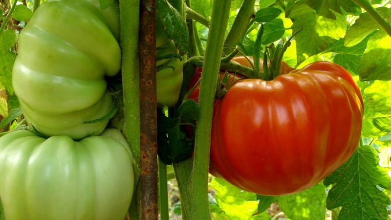 Große Früchte mit ausgezeichnetem Geschmack - Babuschkins geheime Tomate