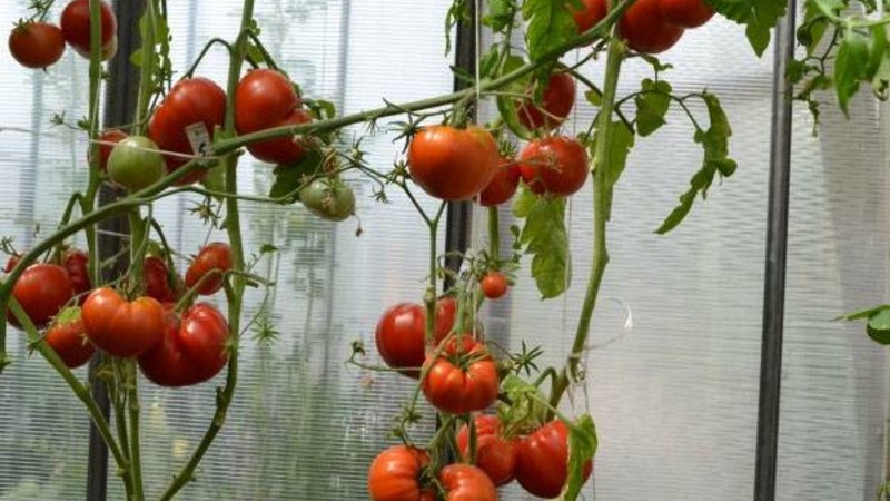 Große Früchte mit ausgezeichnetem Geschmack - Babuschkins geheime Tomate