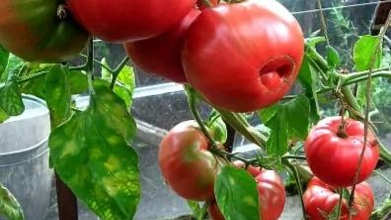 Große Früchte mit ausgezeichnetem Geschmack - Babuschkins geheime Tomate