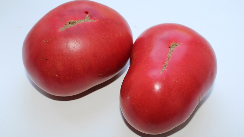 Große Früchte mit ausgezeichnetem Geschmack - Babuschkins geheime Tomate