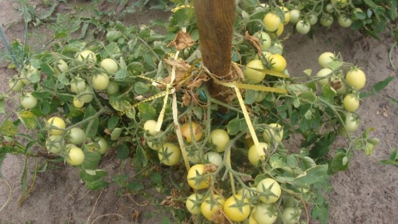 Eine produktive Sorte mit einem selbsterklärenden Namen - Tomate Anscheinend unsichtbar: Wir stellen Rekorde für den Ertrag auf