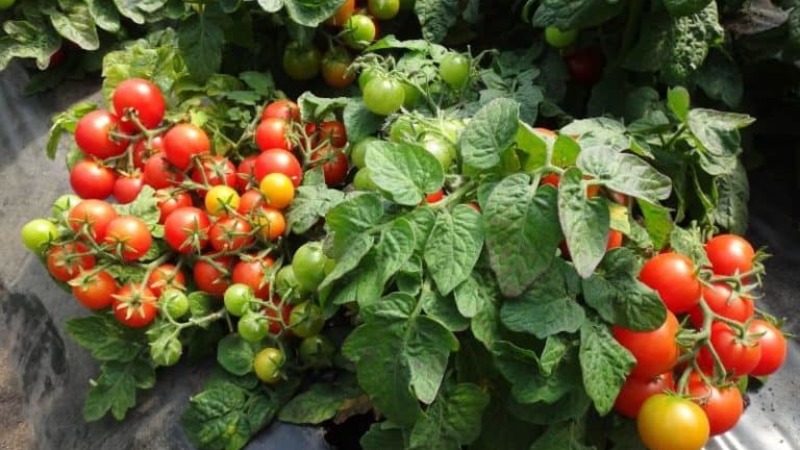 Eine produktive Sorte mit einem selbsterklärenden Namen - Tomate Anscheinend unsichtbar: Wir stellen Rekorde für den Ertrag auf