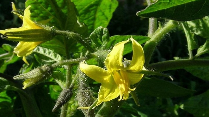 Grundregeln für die Verarbeitung von Tomaten mit Borsäure: Bereiten Sie eine Lösung vor und sprühen Sie, um Fehler zu vermeiden