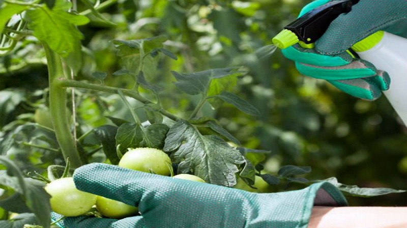 Grundregeln für die Verarbeitung von Tomaten mit Borsäure: Bereiten Sie eine Lösung vor und sprühen Sie, um Fehler zu vermeiden