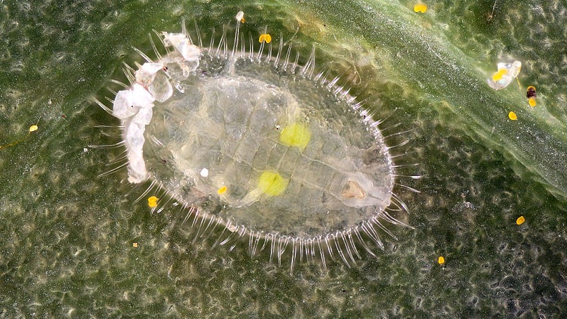 Wie man Weiße Fliege auf Tomaten zerstört: bewährte Methoden und Methoden zur Vorbeugung