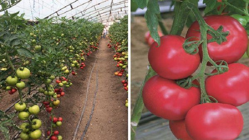 Eine von japanischen Züchtern produzierte Hybride - Pink Impression Tomate und die Nuancen ihres Anbaus