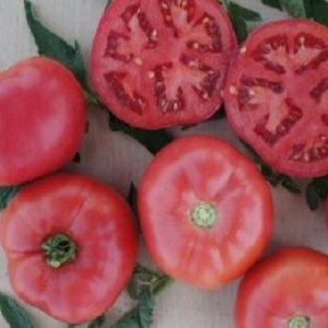 Eine von japanischen Züchtern produzierte Hybride - Pink Impression Tomate und die Nuancen ihres Anbaus