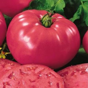 Warum ist Tomaten Biff Pink Brandy F1 so gut und warum Sommerbewohner es so lieben: eine Überprüfung der Sorte und der Geheimnisse seines Anbaus