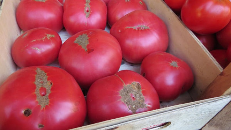 Warum ist Tomaten Biff Pink Brandy F1 so gut und warum Sommerbewohner es so lieben: eine Überprüfung der Sorte und der Geheimnisse seines Anbaus