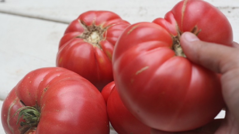 Warum ist Tomaten Biff Pink Brandy F1 so gut und warum Sommerbewohner es so lieben: eine Überprüfung der Sorte und der Geheimnisse seines Anbaus