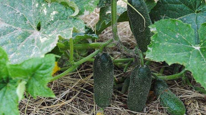 Wie man den Ertrag von Gurken im Freien mit einfachen, aber sehr effektiven Methoden erhöht