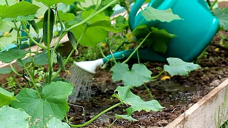 Wie man den Ertrag von Gurken im Freien mit einfachen, aber sehr effektiven Methoden erhöht