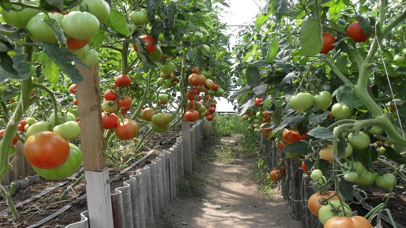 Niederländische Tomate Big Beef F1: Was Gärtner von der niederländischen Hybride halten und Tipps für den Anbau