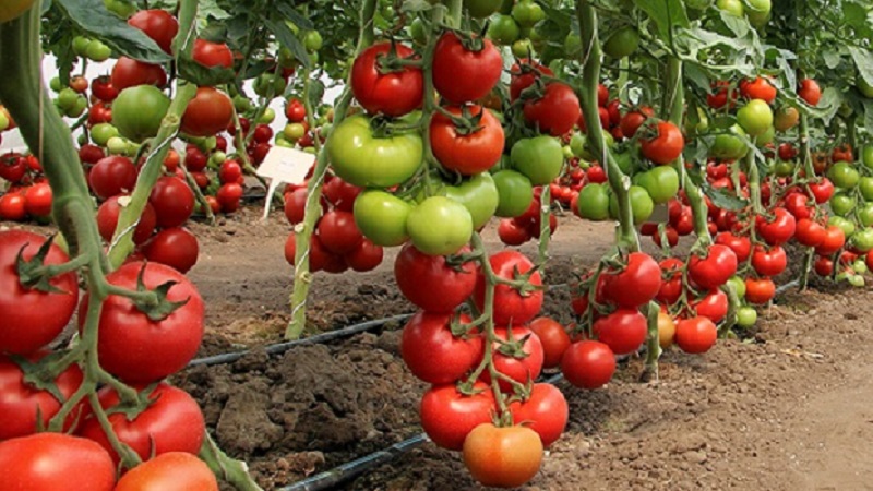 Niederländische Tomate Big Beef F1: Was Gärtner von der niederländischen Hybride halten und Tipps für den Anbau