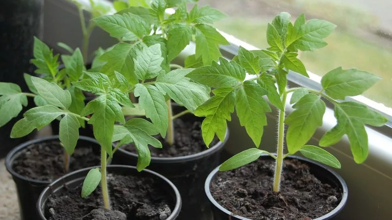 Warum die Perle der Sibirien-Tomate Sie definitiv nicht enttäuschen wird: die Vor- und Nachteile einer Sorte, die eine reiche Ernte liefert