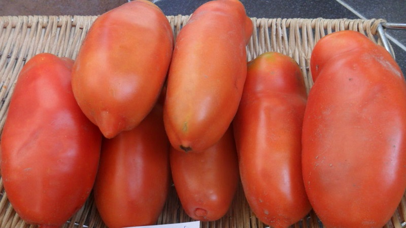 Warum die Perle der Sibirien-Tomate Sie definitiv nicht enttäuschen wird: die Vor- und Nachteile einer Sorte, die eine reiche Ernte liefert