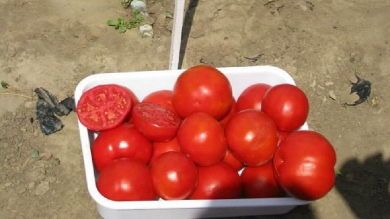 Eine ausgezeichnete Hybride für offenes Gelände - die Shedi Lady Tomate F1: Wir bauen unprätentiöse Tomaten ohne Probleme an